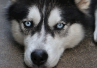 哈士奇应该怎么训（才听话）