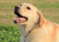 如何训练拉布拉多不乱扑人（怎样训练）