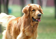 金毛犬不吃东西没精神怎么办(吃什么药)