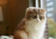 猫粮好坏的区别（如何辨别）