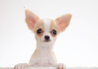 吉娃娃犬的优缺点(有哪些)