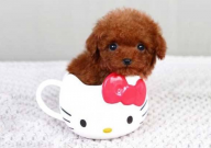 茶杯犬怎样养最好(技巧)