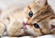 狗粮可以喂猫吗(有营养吗)