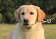 拉布拉多可以做警犬吗（能当吗）