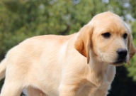 养拉布拉多开销大吗（成本高吗）