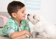 比熊幼犬到家后的正确流程（是什么）