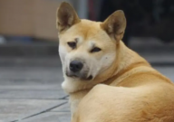 中华田园犬呕吐是什么原因(怎么办)