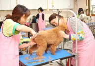 宠物美容师c级证怎么考(要学什么)