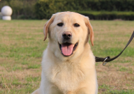 拉布拉多会不会保护主人（能保护人吗）