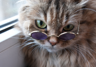 猫换猫粮后呕吐能自愈吗（怎么办）