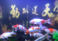 养锦鲤注意事项(有哪些)