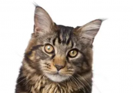 缅因猫性格凶吗(什么样)