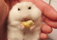 仓鼠能吃辣的吗(为什么)