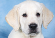 拉布拉多乱拉屎拉尿怎么办（怎么教育）