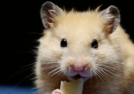 仓鼠有味觉吗(和人一样吗)