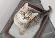 猫砂属于哪类垃圾(分类)