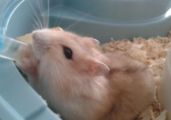 仓鼠喝热水还是冷水(好一点)