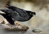 八哥鸟人工繁殖方法（需要注意什么）