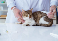 猫咪绝育后可以吃东西吗(多久可以吃)