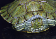 巴西龟怎么繁殖后代(方法)