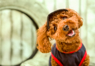 小贵宾犬怎么养（饲养方法）