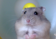 仓鼠可以吃甜食吗(为什么)