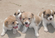 中华田园犬是大型犬吗(为什么)