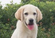 金毛犬与拉布拉多哪个更聪明（智商谁更高）