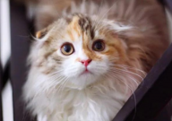 折耳猫可以补钙吗(怎么补)