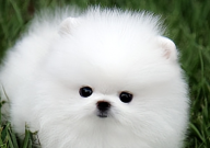 博美犬和俊介犬的区别(是什么)