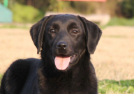 拉布拉多吃自己的便便怎么办（怎么解决）