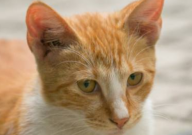 猫坐月子吃什么(营养好)