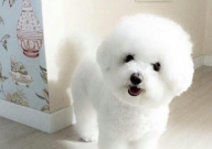 比熊可以吃香蕉吗(为什么)