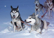 哈士奇能吃水果吗（为什么）