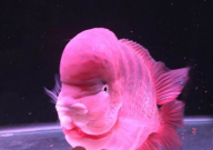 罗汉鱼不爱动怎么回事（怎么处理）