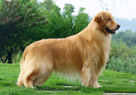 金毛犬瘟症状(金毛犬瘟症状表现)