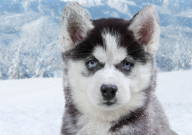 哈士奇幼崽吃什么（喂什么）