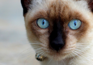 饲养暹罗猫的真实经历（乐趣）