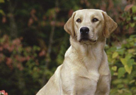 拉布拉多性格怎么样（特点）