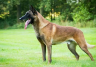 罗威纳和马犬哪个好（适合家养）