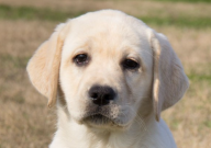 新手养拉布拉多还是柯基（哪个好养）