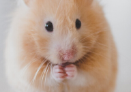 仓鼠能吃生红薯吗(会死吗)