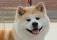 秋田犬能看家护院吗(为什么)