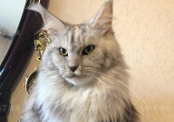 缅因猫什么颜色最贵(最稀有)