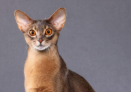 阿比西尼亚猫能长多大(多长)