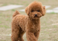 贵宾犬和泰迪有什么区别(是啥)