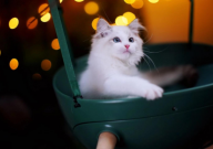 布偶猫拉屎很稀怎么办(解决办法)