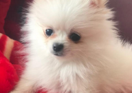 博美犬需要剪毛吗(用不用)