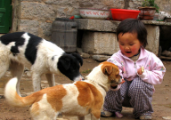 小孩养狗适合养什么狗(品种)
