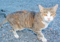宠物猫掉毛怎么清理(干净)